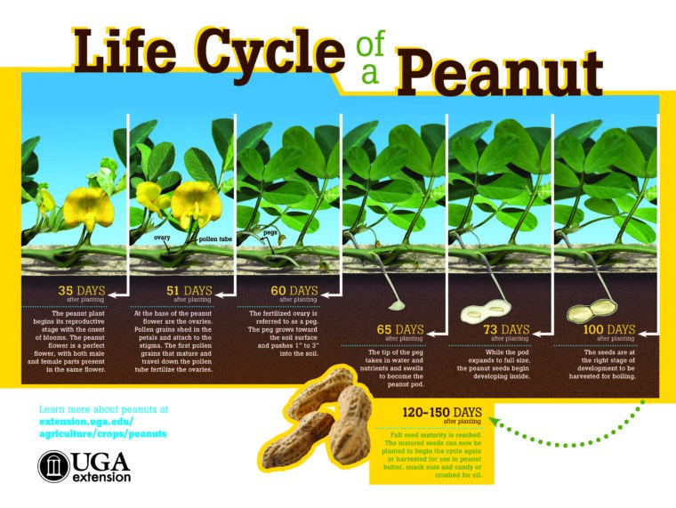 Life Cycle Of The Peanut Worm: Stages And Behavior