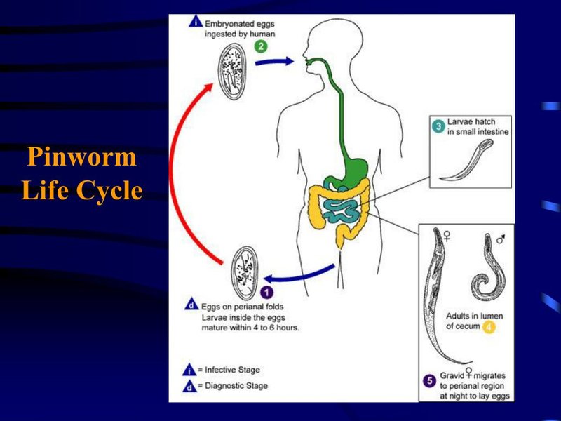 Life Cycle Of The Pinworm: Stages And Behavior