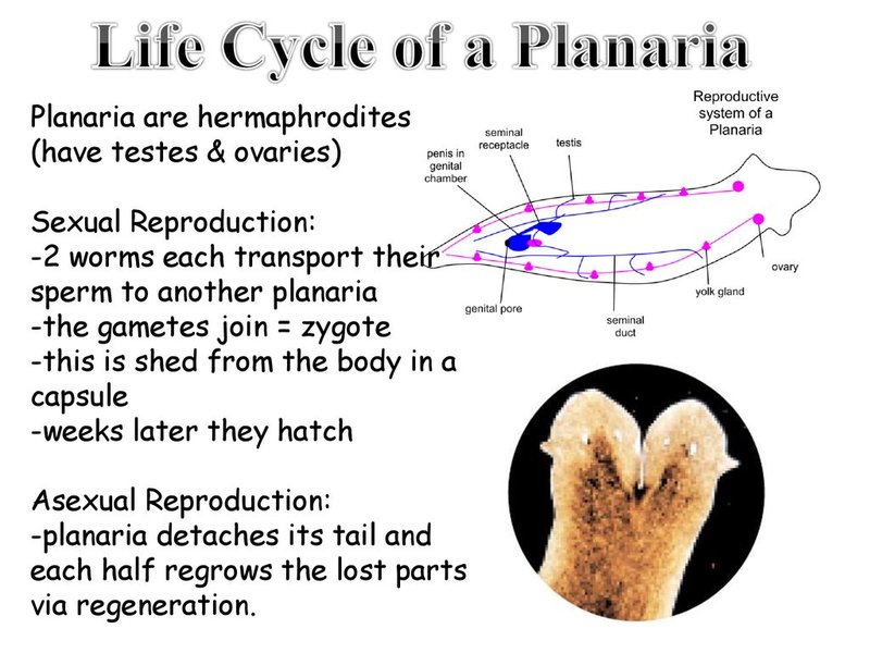 Life Cycle Of The Planaria: Stages And Behavior