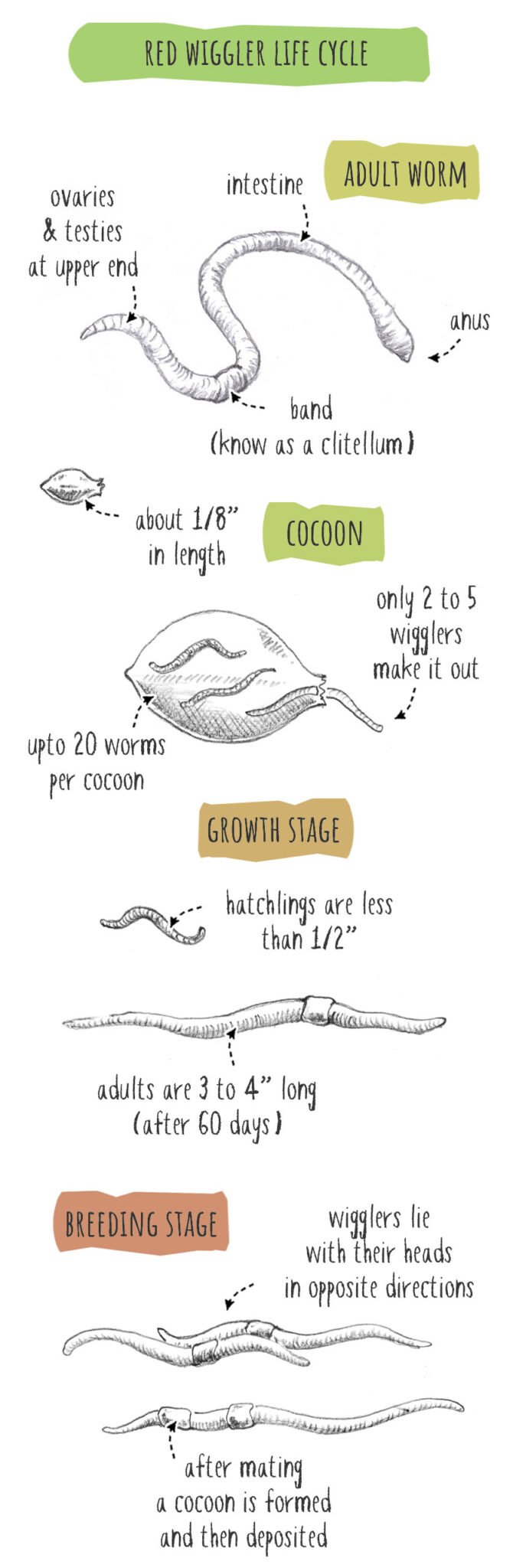Life Cycle Of The Red Wiggler: Stages And Behavior