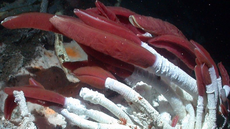 Life Cycle Of The Riftia Pachyptila: Stages And Behavior