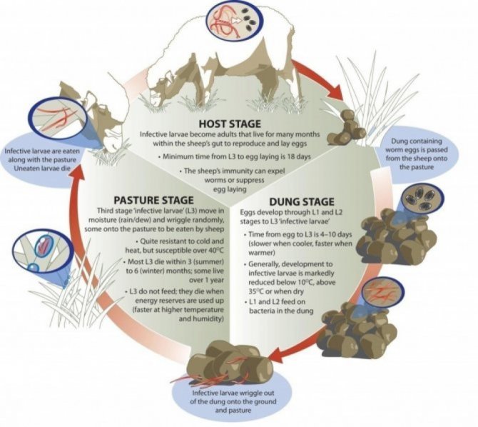 Life Cycle Of The Roundworm: Stages And Behavior
