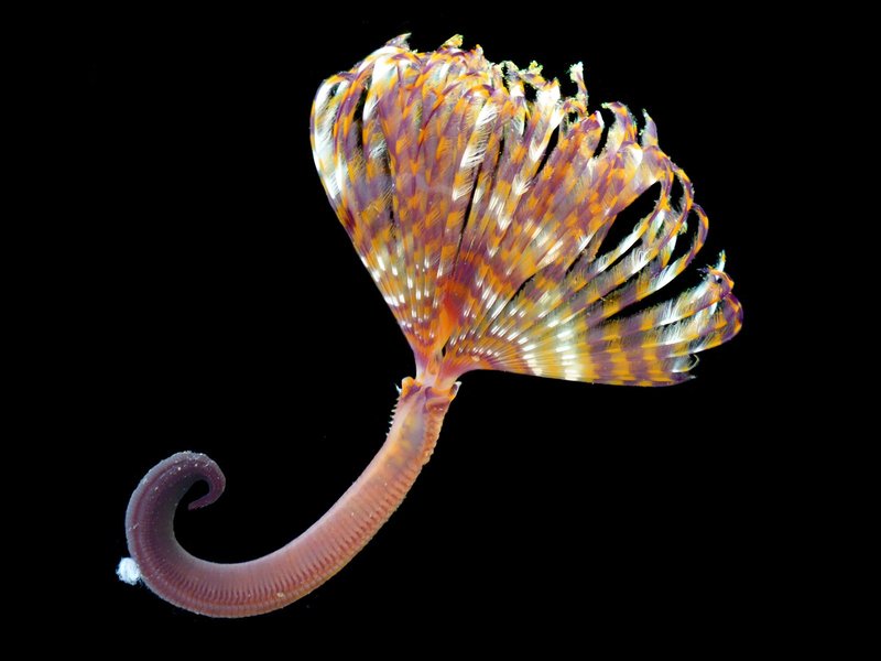 Life Cycle Of The Sabellid Fan Worm: Stages And Behavior