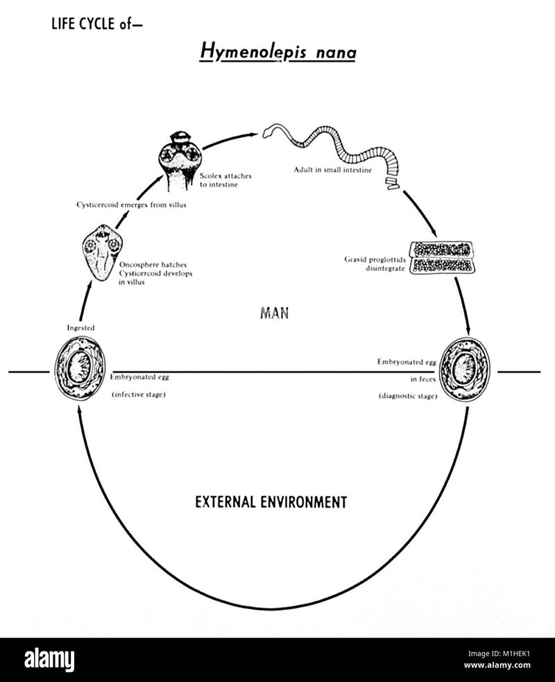 Life Cycle Of The Tapeworm: Stages And Behavior