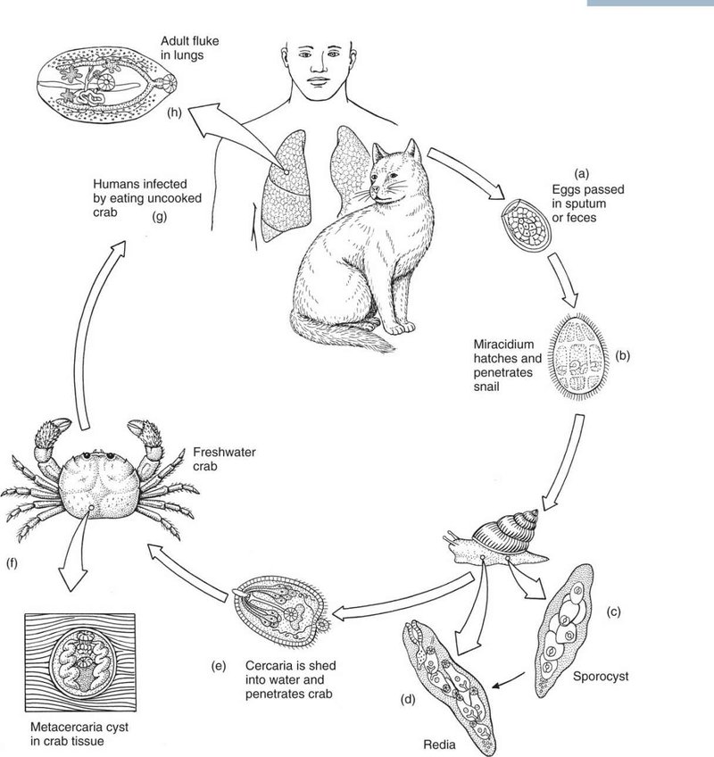 Life Cycle Of The Trematode: Stages And Behavior