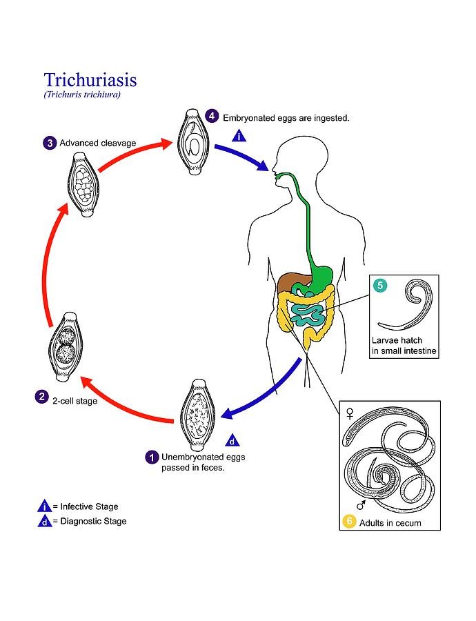 Life Cycle Of The Whipworm: Stages And Behavior