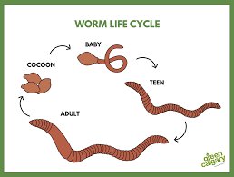 Life Cycle Of The Worm Bin Worm: Stages And Behavior