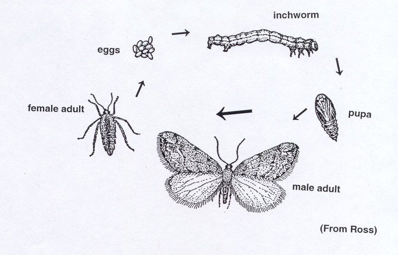 Lifecycle Timelines Of Common Inchworm Species
