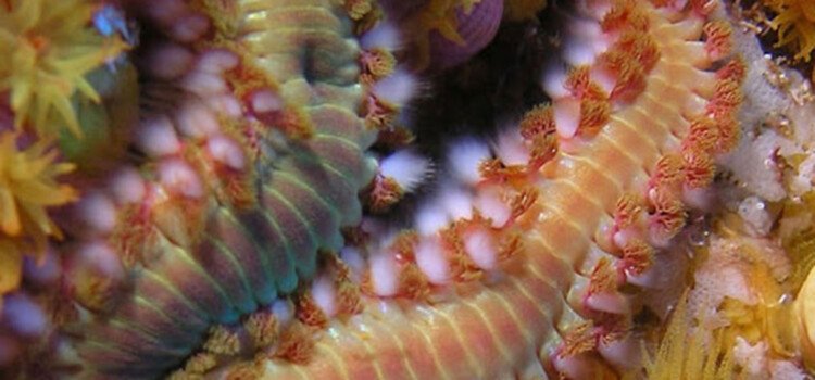 Live Rock Dipping To Eliminate Bristle Worms