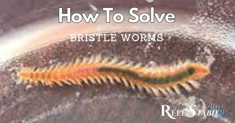Live Rock Dipping To Eliminate Bristle Worms