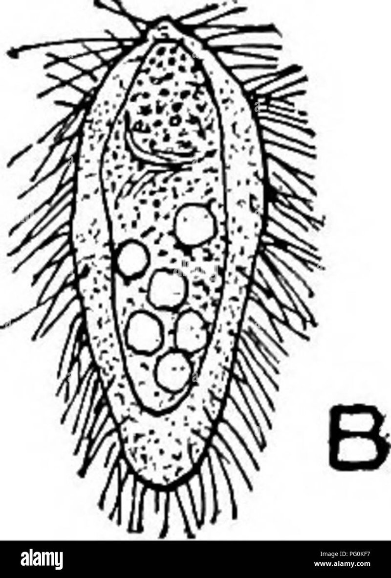 Liver Fluke And Its Role In Soil Or Aquatic Ecosystems