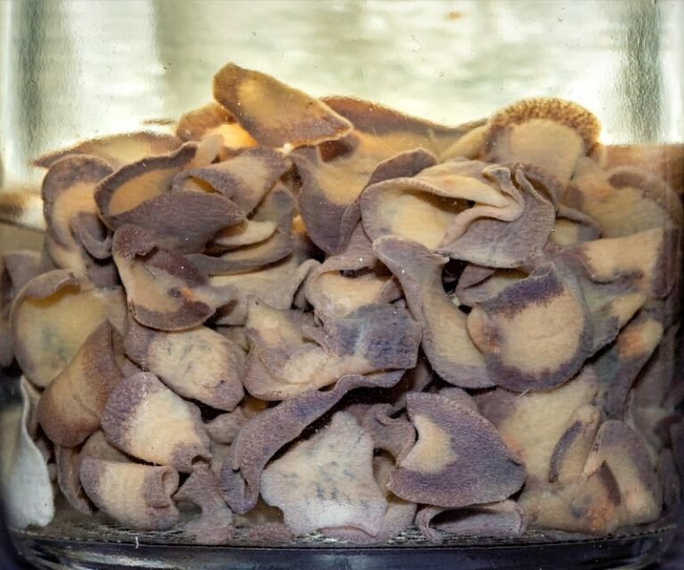 Liver Fluke In Captivity: Can They Be Studied Or Farmed?
