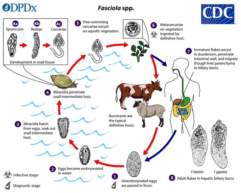 Liver Fluke Reproduction: Mating, Eggs, And Larvae Facts