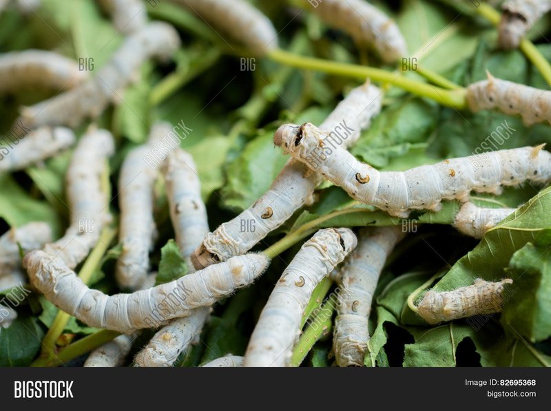 Maintaining Clean Environments For Silkworm Health