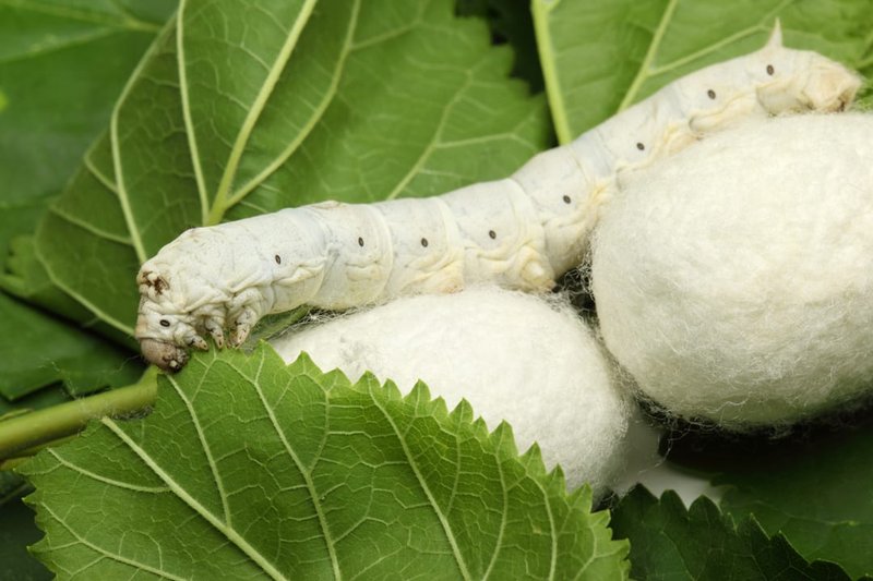 Maintaining Clean Environments For Silkworm Health