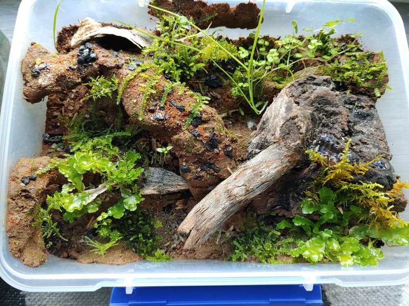 Maintaining Humidity For Velvet Worm Enclosures