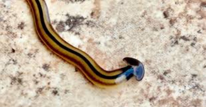 Malayan Hammerhead Worm And Its Role In Soil Or Aquatic Ecosystems