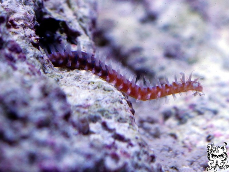 Managing Bristle Worm Outbreaks During Tank Setup