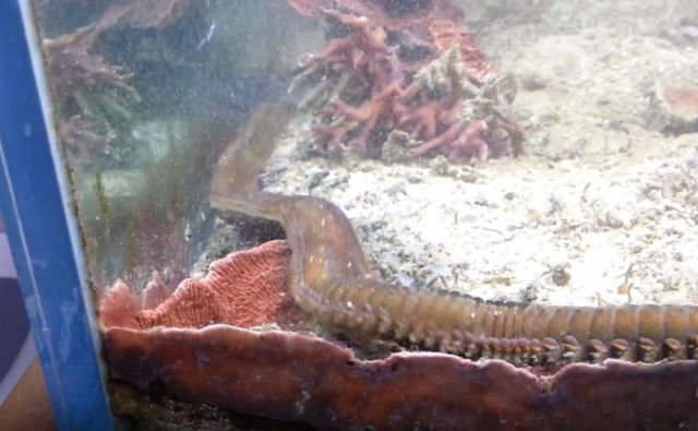 Managing Bristle Worm Outbreaks During Tank Setup
