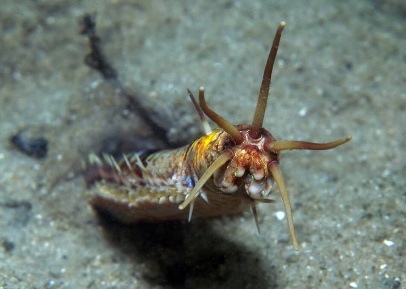 Marine Hobbyist Reactions To Bobbit Worm Discovery Stories