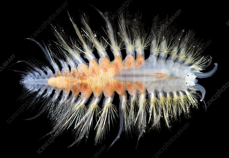 Marine Polychaete And Its Role In Soil Or Aquatic Ecosystems