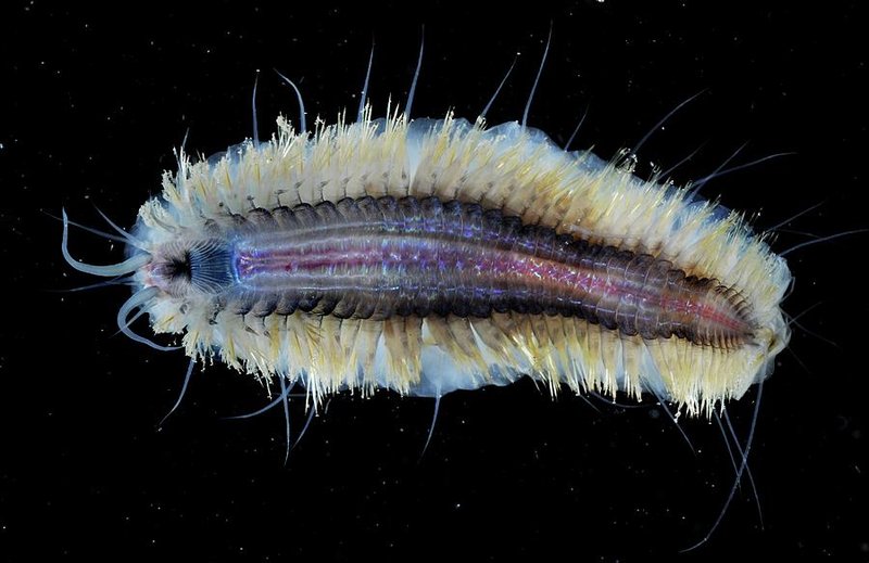 Marine Polychaete In Captivity: Can They Be Studied Or Farmed?