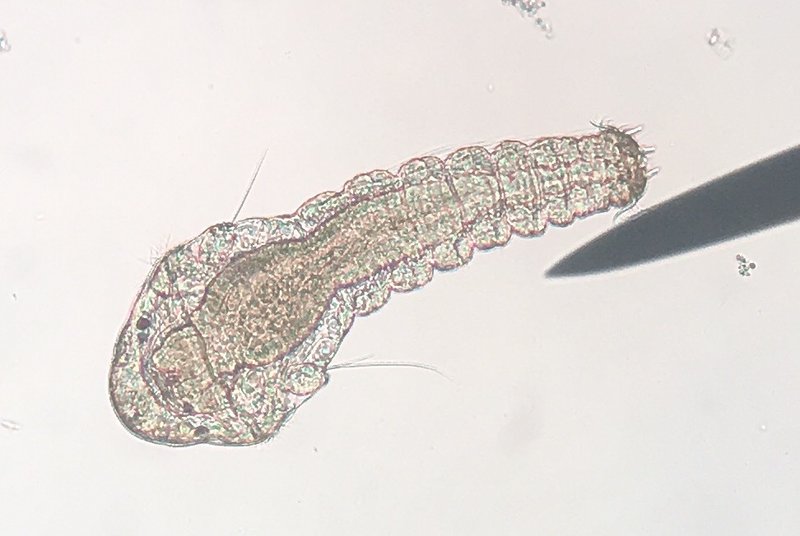 Marine Polychaete Reproduction: Mating, Eggs, And Larvae Facts