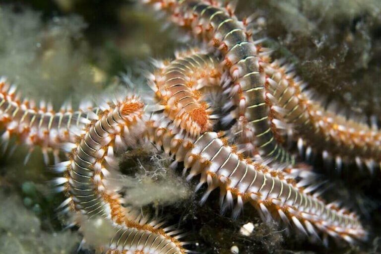 Maximum Size Bristle Worms Reach In Home Setups