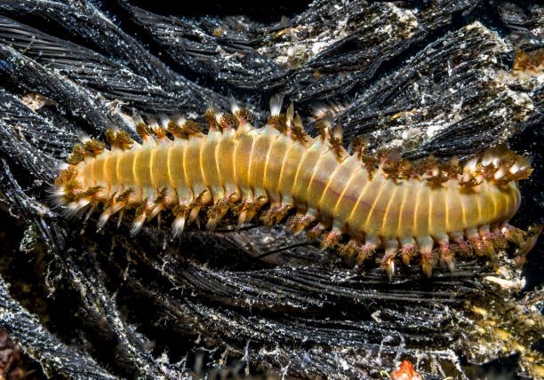 Maximum Size Bristle Worms Reach In Home Setups