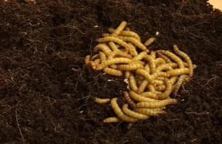 Mealworm In Captivity: Can They Be Studied Or Farmed?