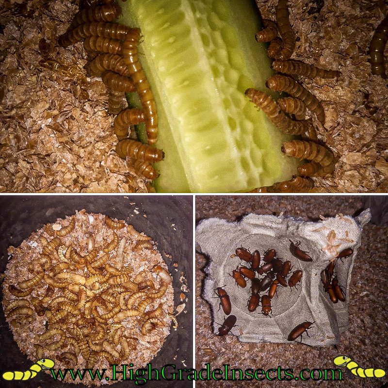 Mealworm Reproduction: Mating, Eggs, And Larvae Facts