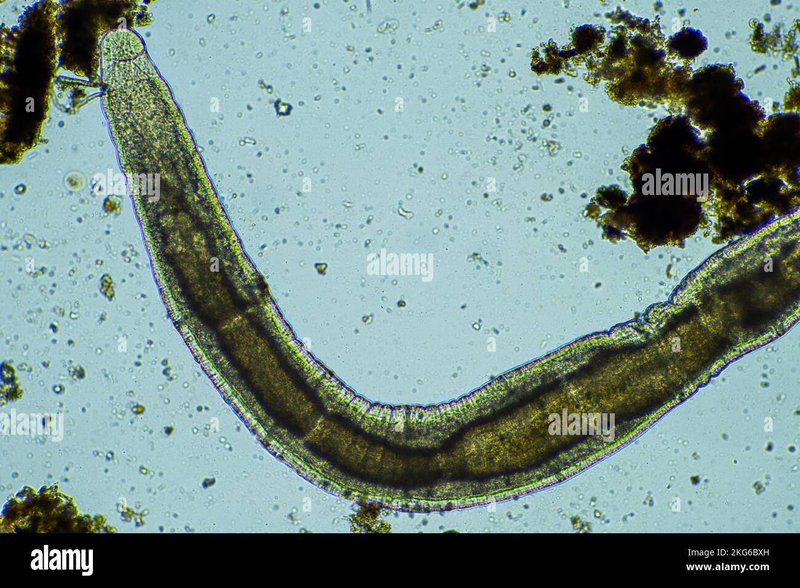Microworm And Its Role In Soil Or Aquatic Ecosystems