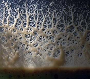 Microworm In Captivity: Can They Be Studied Or Farmed?
