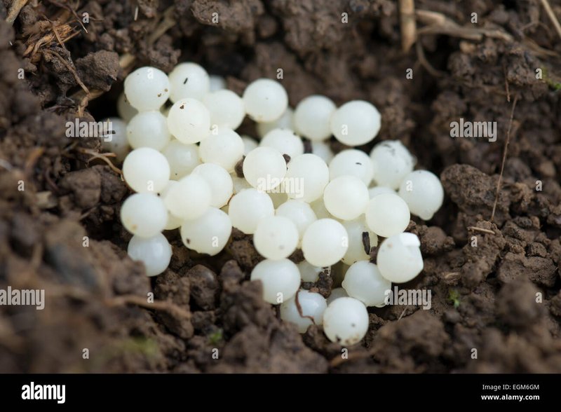 Microworm Reproduction: Mating, Eggs, And Larvae Facts