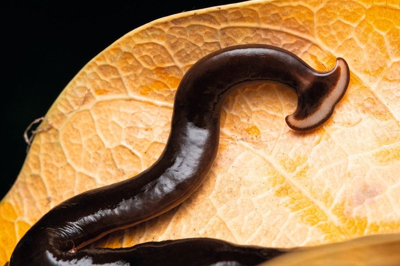 Moisture Conditions That Favor Hammerhead Worm Activity