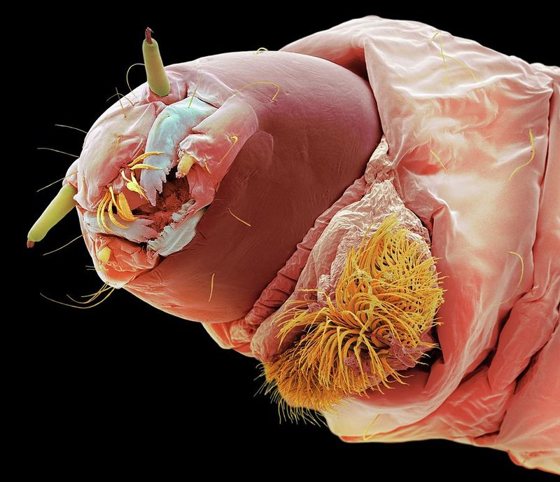 Monitoring Bloodworm Activity Across The Seasons