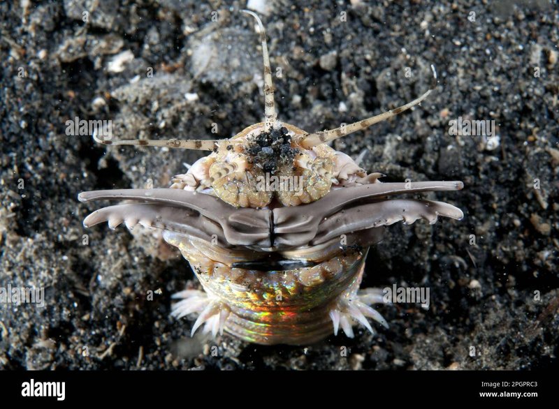Monitoring Bobbit Worm Behavior Using Night Cameras