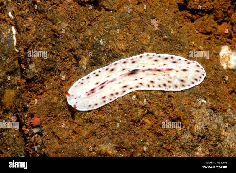 Monitoring Flatworm Activity Across The Seasons