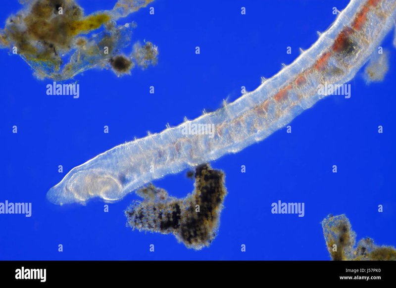 Monitoring Freshwater Oligochaete Activity Across The Seasons