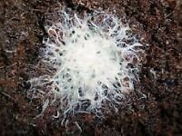 Monitoring Grindal Worm Activity Across The Seasons
