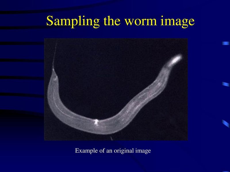 Monitoring Grub Worm Activity With Soil Sampling