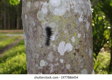 Monitoring Hairworm Activity Across The Seasons