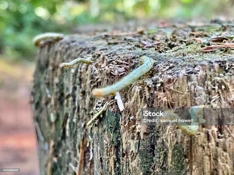 Monitoring Inchworms As Bioindicators Of Tree Health