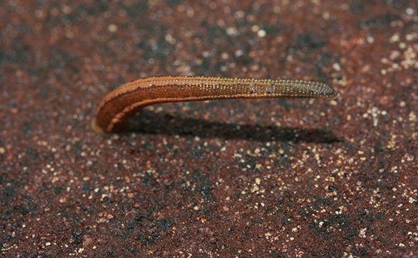 Monitoring Leech Activity Across The Seasons