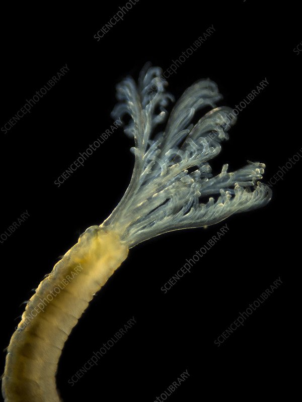 Monitoring Marine Polychaete Activity Across The Seasons