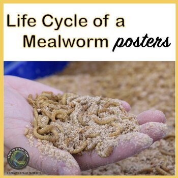 Monitoring Mealworm Activity Across The Seasons