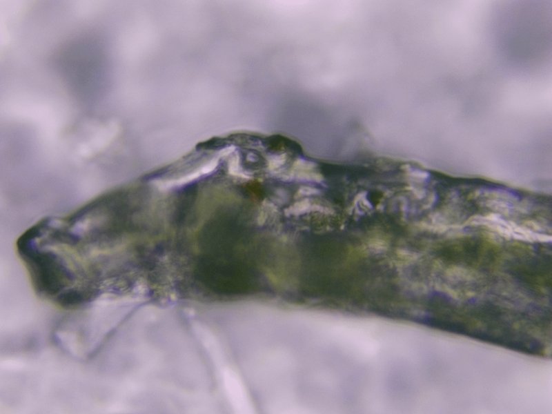 Monitoring Nematomorph Activity Across The Seasons