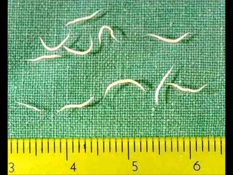 Monitoring Pinworm Activity Across The Seasons