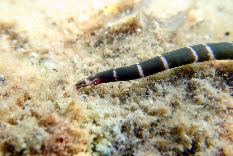 Monitoring Ribbon Worms For Citizen Science Projects