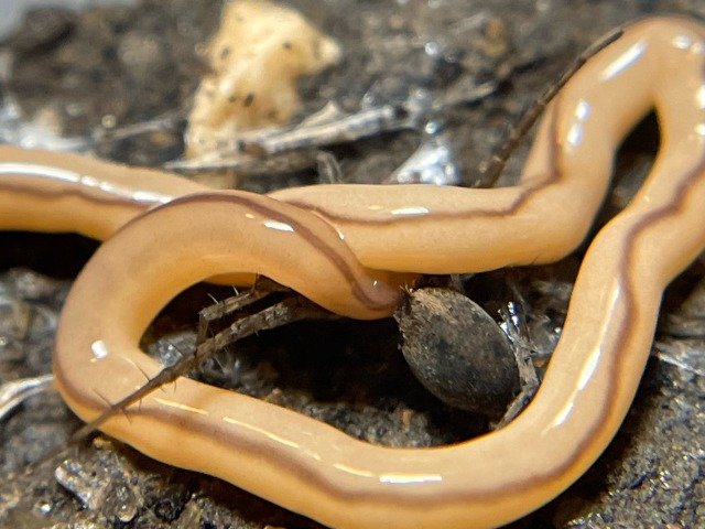 Monitoring Ribbon Worms For Citizen Science Projects
